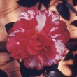 Bill Quattlebaum Variegated